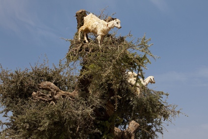 BELLEZA EN VANO: De aceite de Argan, cabras y arrugas, por JUAN LUIS CANO