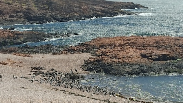 agrupacion de pinguinos